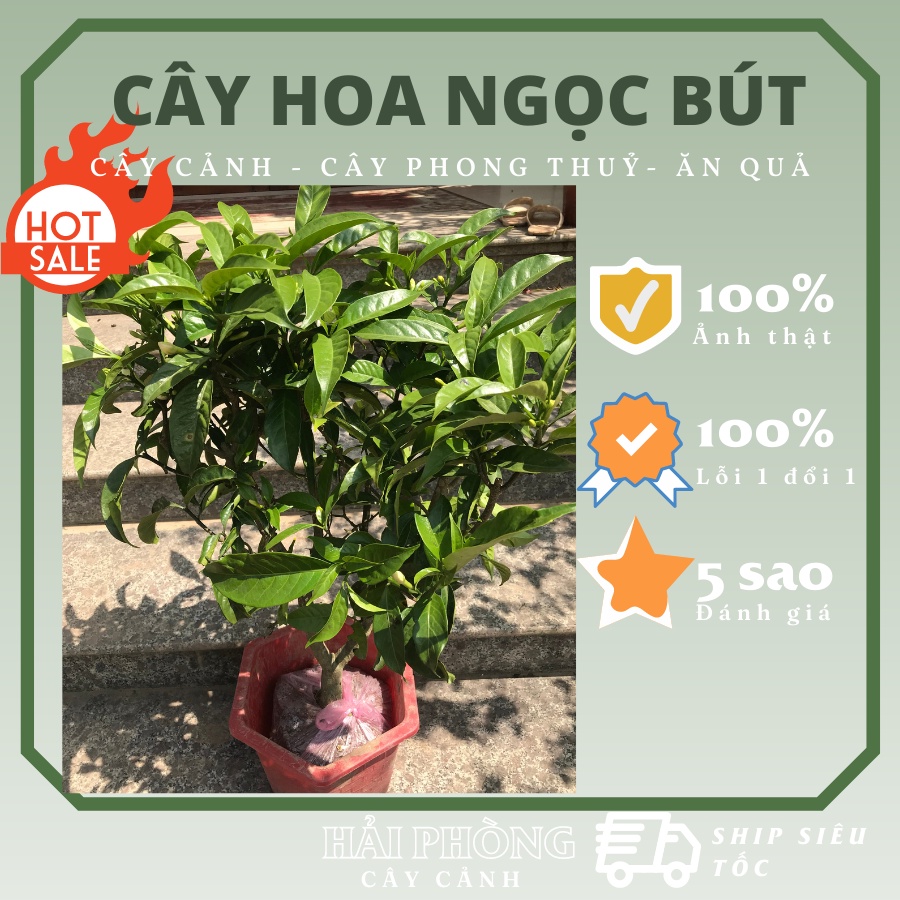 Cây hoa ngọc bút, lài tây cao 80cm, hoa tứ quý giống cây to trồng trang trí sân vườn, lỗi 1 đổi 1