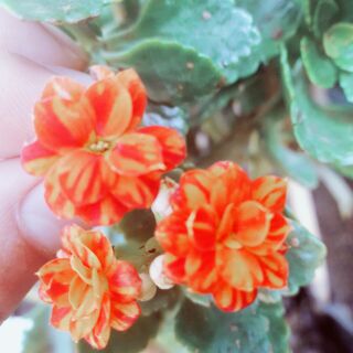 Cành sống đời kép nhiều màu