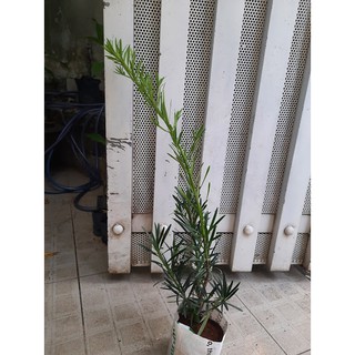 Cây tùng La Hán - chiều cao 60-80cm (FreeShip)