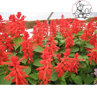 HẠT HOA XÁC PHÁO ĐỎ - GÓI 0,5 GRAM