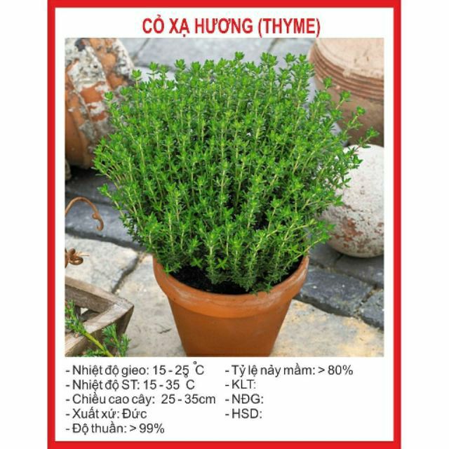 HẠT GIỐNG cỏ xạ hương ( Thyme)
