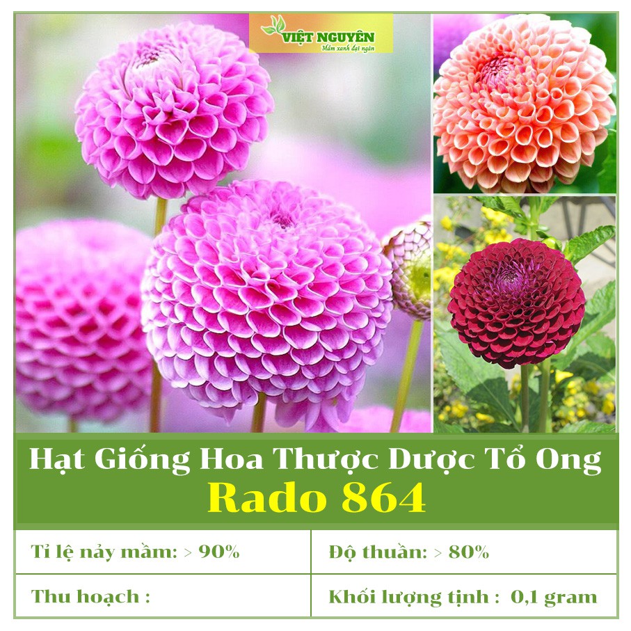 Hạt Giống Hoa Thược Dược Tổ Ong Nhiều Màu RD 877 Dễ Trồng, Dễ Chăm Sóc, Dáng Hoa Hình Khối Tròn, Độc Đáo