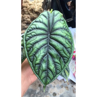alocasia dragon scale(môn vảy rồng xanh)chậu 1 cây lớn
