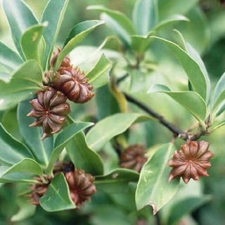 Hoa hồi khô loại 1( 500g- 1kg)