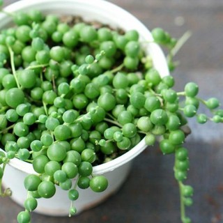SEN ĐÁ GIỌT NƯỚC🌵SIZE6CM🌵SEN ĐÀ LAT🌵THUẤN SỨ NÓNG🌵FREESHIP🌵1 ĐỔI 1