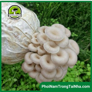 Combo 6 Phôi Nấm Bào Ngư Xám Thái (Sò Thái) Trồng Tại Nhà
