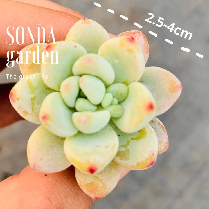 Sen đá sỏi thiên thanh SONDA GARDEN size mini 2.5-4cm, xuất xứ Đà Lạt, khoẻ đẹp, lỗi 1 đổi 1