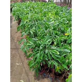 Cây 🌲 Nhãn Thái cơm vàng .... hạt lép