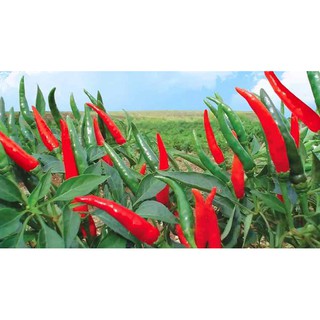 Hạt giống ớt chỉ thiên siêu cay ớt hiểm - gói 0.3 gram