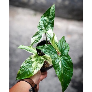 Trầu Bà | Syngonium Albo Var Trắng