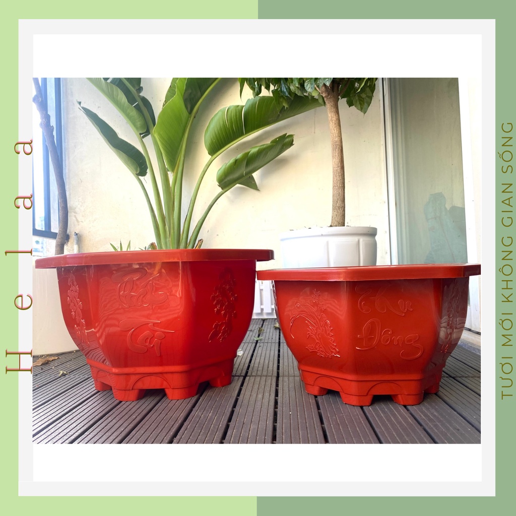 Chậu Nhựa Trồng Cây Lớn Bát Giác, Chậu Cây Cảnh To, Trồng Cây Hoa, Trong Nhà, Sân Vườn - Mẫu Mới Hiện Đại