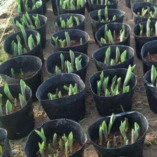 1kg túi bầu ươm cây chọn size ( Hàng loại 1)