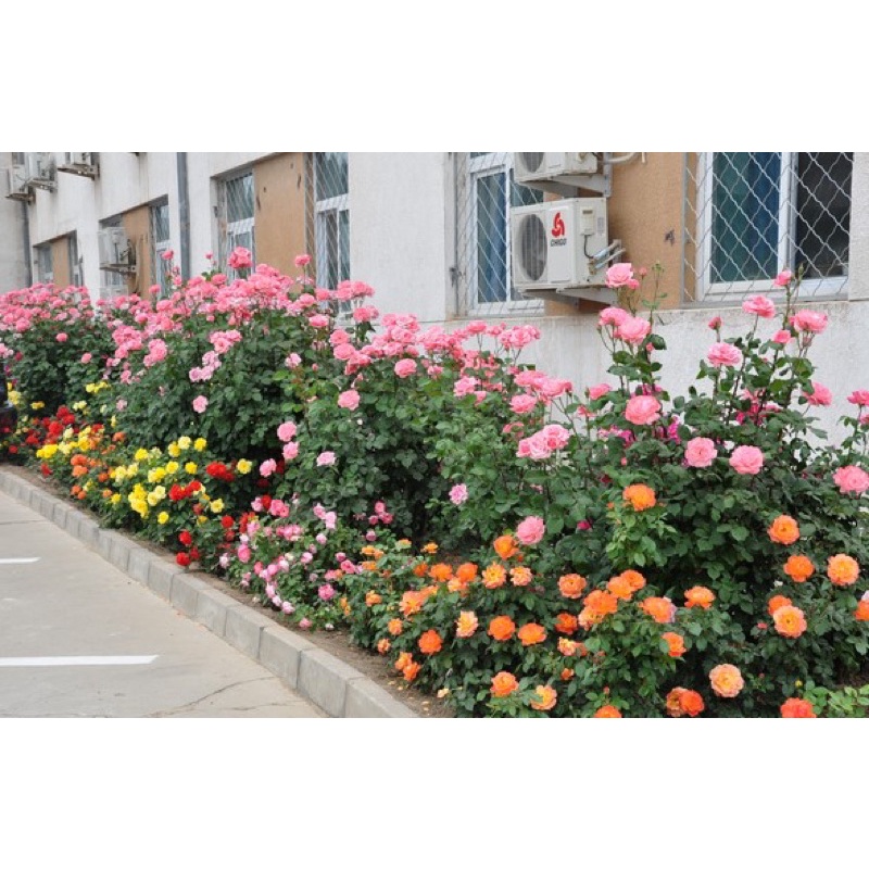 Hạt giống hoa hồng thân bụi trồng chậu F1 đủ màu
