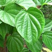 Lá Trầu Không ( 100 Lá) sp0