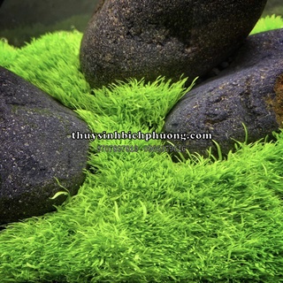 Cỏ giấy thủy sinh - cây cỏ tiền cảnh cho hồ cá thủy sinh