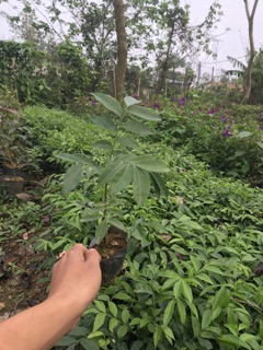 Combo 2 Cây móc mật