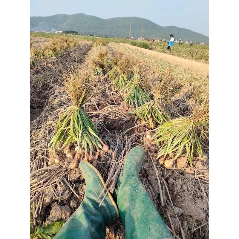 Hành ta khô Kinh Môn Hải Dương 1kg | BigBuy360 - bigbuy360.vn