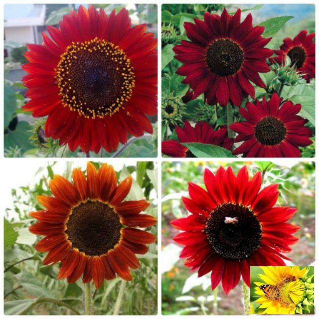 Gói 30 Hạt giống Hướng dương mix