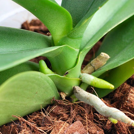 Vỏ Dừa Cắt Miếng Trồng Lan, Hoa Kiểng Gói (5dm)