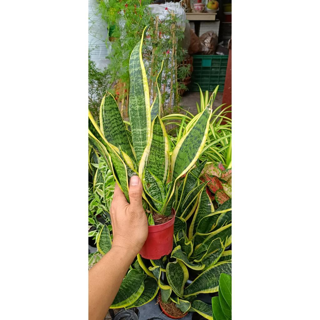 cây lưỡi hổ để bàn