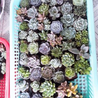 Sen đá size nhỏ 6cm 50 cây 400k