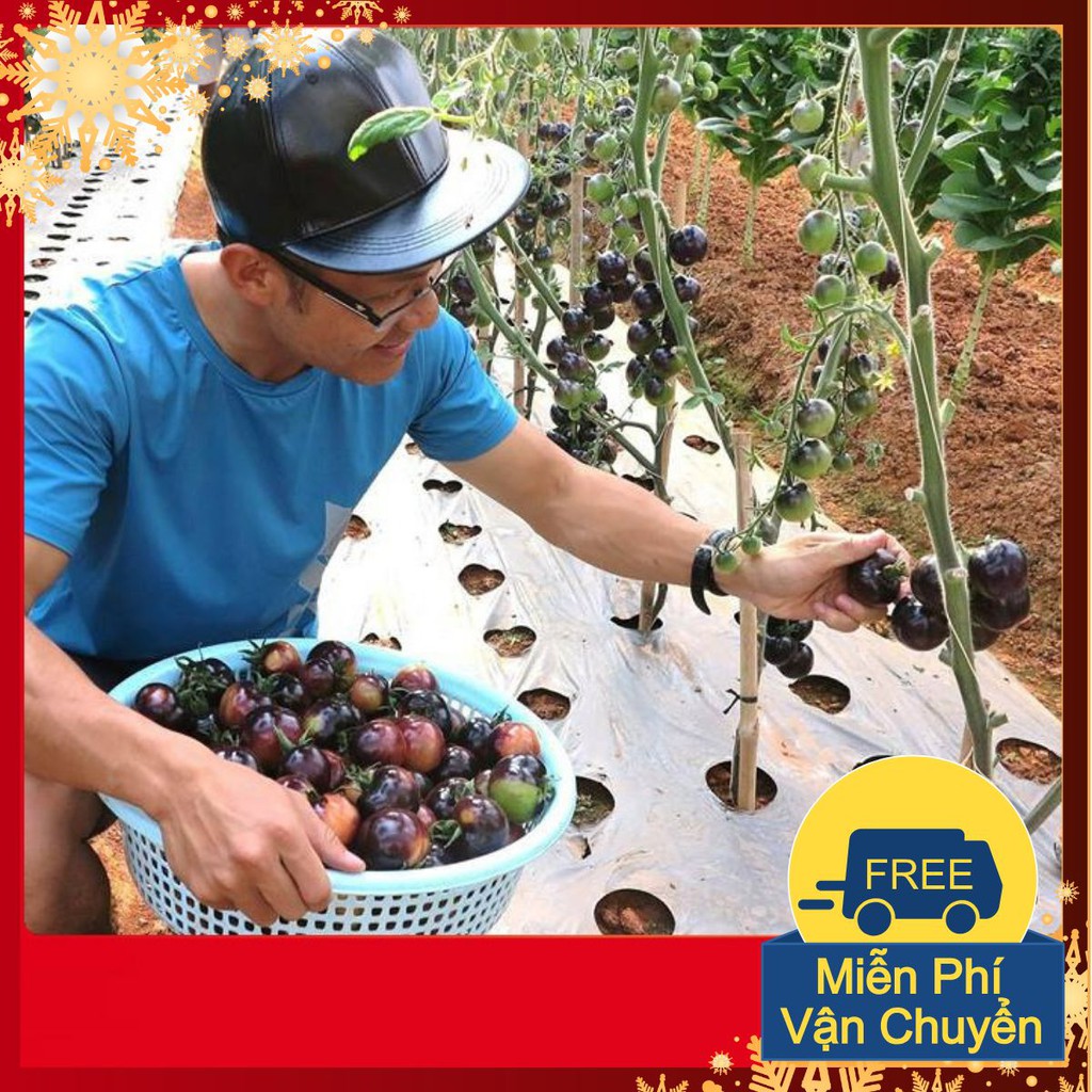 Hạt giống Cà chua đen F1