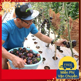 Hạt giống Cà chua đen F1