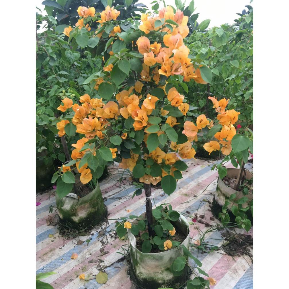 Hoa giấy các màu: đỏ, vàng, hồng, 2 màu (hồng+trắng) cao 1-1.1m (ảnh 1-5) 🌴Mua 4 tặng 1 cây bất kỳ🌴