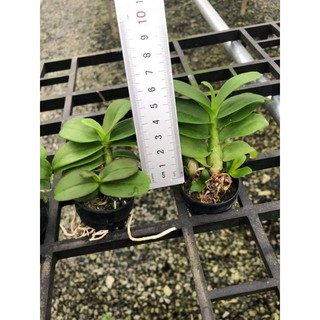2 cốc Lan phi điệp giả hạc 5ct gieo hạt mập
