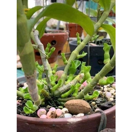 Phân bón hữu cơ tan chậm BUVIPLANT SIÊU DINH DƯỠNG CHO CÂY CẢNH
