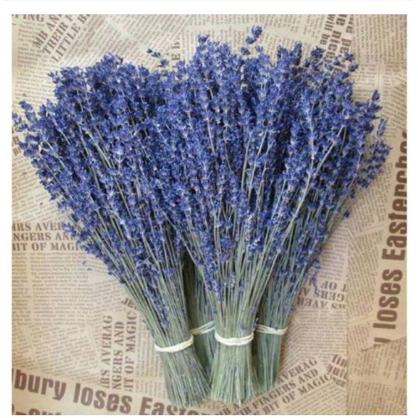 HOA LAVENDER KHÔ TẶNG TÚI THƠM ( KÈM ẢNH THẬT ) oải hương