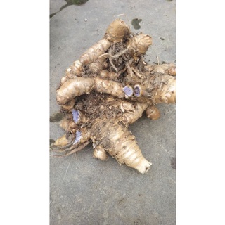 Củ nghệ đen tươi 1kg
