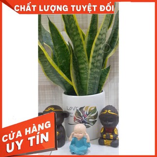 CÂY LƯỠI HỔ CAO chậu SỨ CAO - Cây cảnh đẹp phong thủy để bàn Free ship toàn quốc