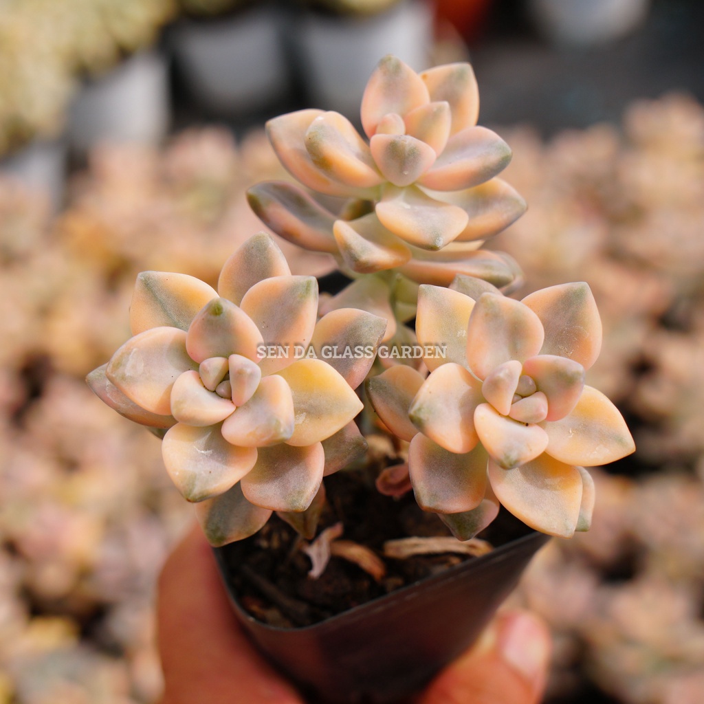 Sen đá Xanh đột biến 3-4 đầu 7cm GLASS GARDEN, sen đá var, Hàng thuần Khí Hậu Đà Lạt, Lỗi 1 đổi 1