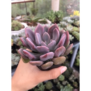 SEN ĐÁ CÚC TÍM (Echeveria cupid)