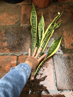 Cây lưỡi hổ