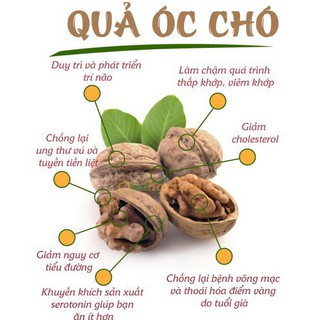 QUẢ ÓC CHÓ MỸ 500G (date 2021)
