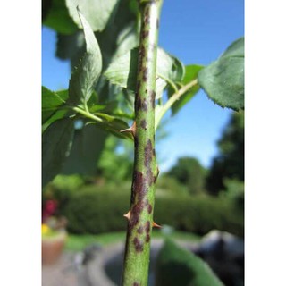 Thuốc trừ bệnh Phytocide 50WP 80g
