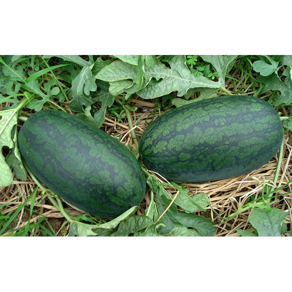 Hạt Giống DƯA HẤU F1  trái dài ruột đỏ vỏ sọc ( F1 WATERMELON seeds)