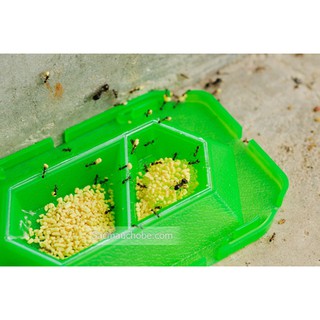 Thuốc diệt kiến Super Arinosu Koroki Nhật vỉ 2 hộp