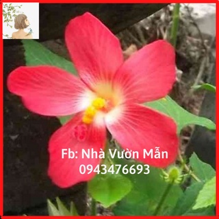 50h hạt giống sâm bố chính