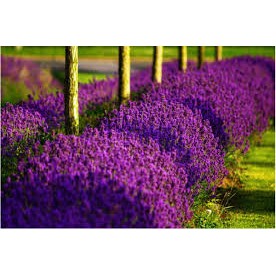 Hạt Giống Hoa Oải Hương tím- Lavender gói 50hạt