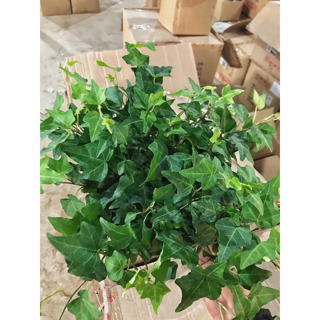 Cây thường xuân trồng chậu treo, cây có sức sống cực tốt nhiều nhánh lá xanh tươi quanh năm và dễ chăm sóc