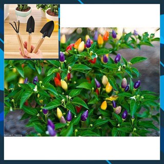 Hạt Giống Ớt Ngũ Sắc 30 Hạt TẶNG BỘ LÀM VƯƠN MINI