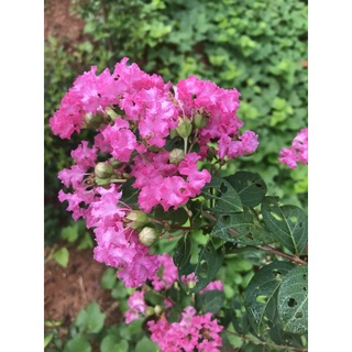 Giống tường vy Hồng ( mua 5 tặng 1)
