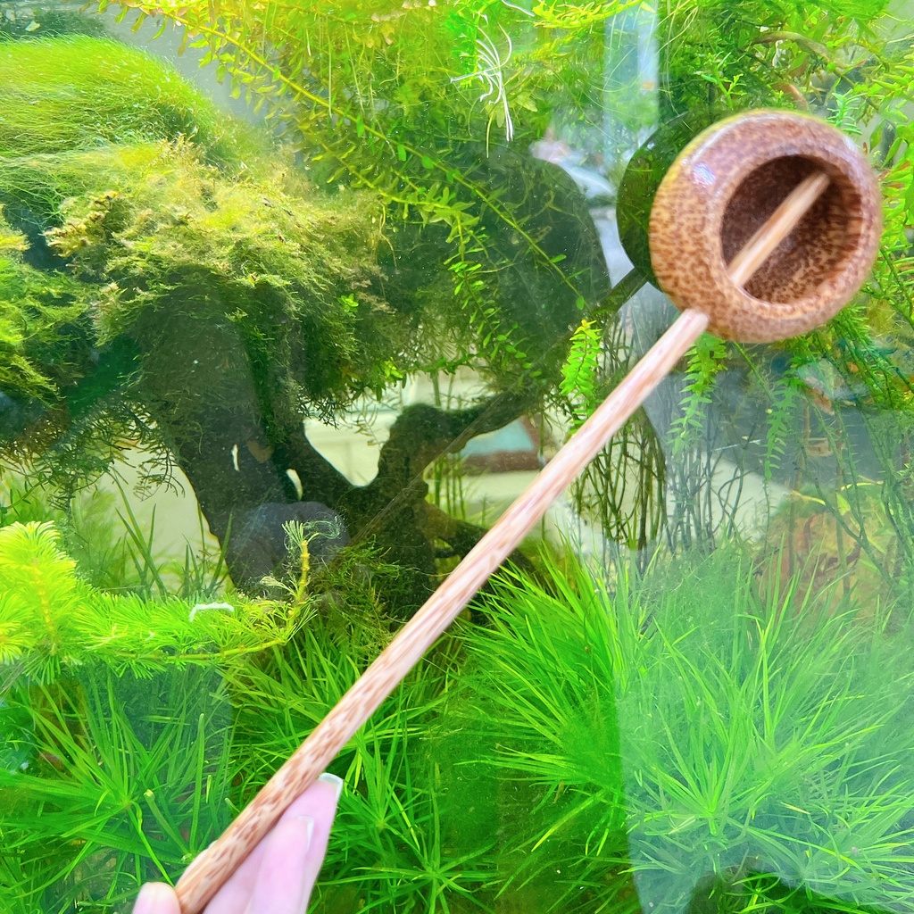 Gáo dừa múc rượu - Gáo dừa TRÒN
