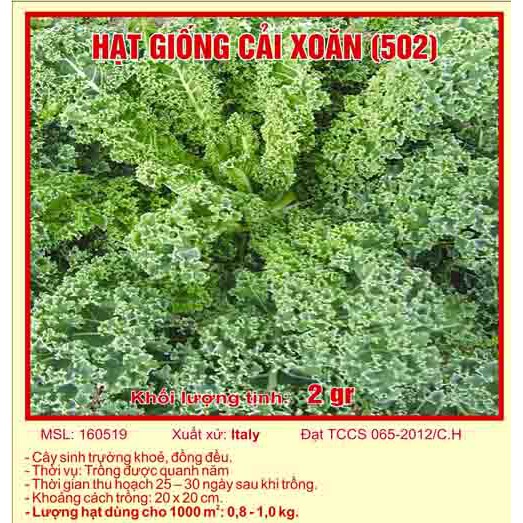 Hạt giống rau cải xoăn