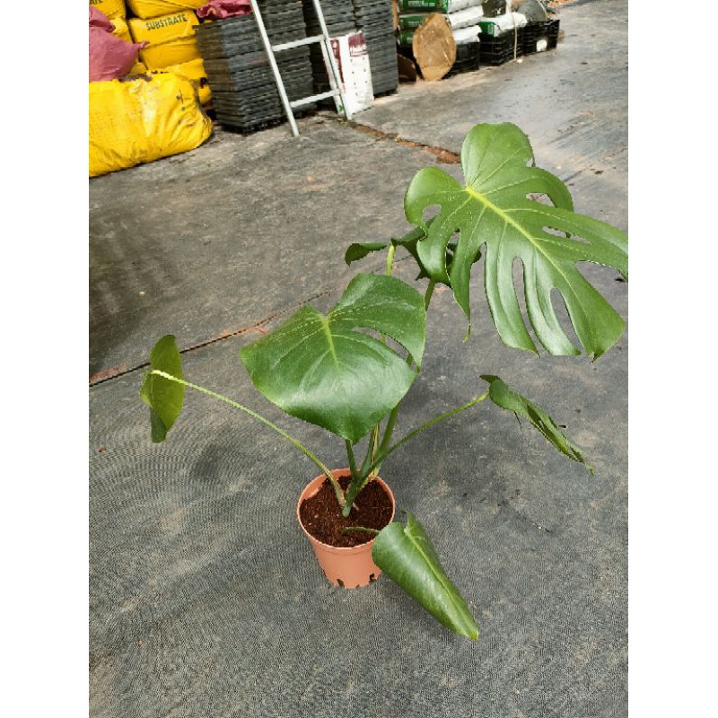 Trầu bà lá xẻ