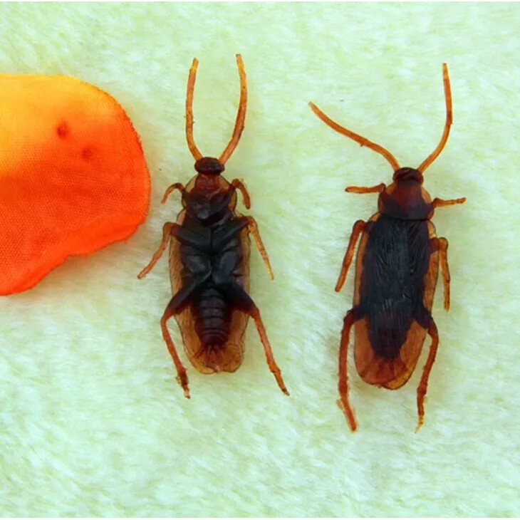 Combo 5/10/12 con gián giả - con dán