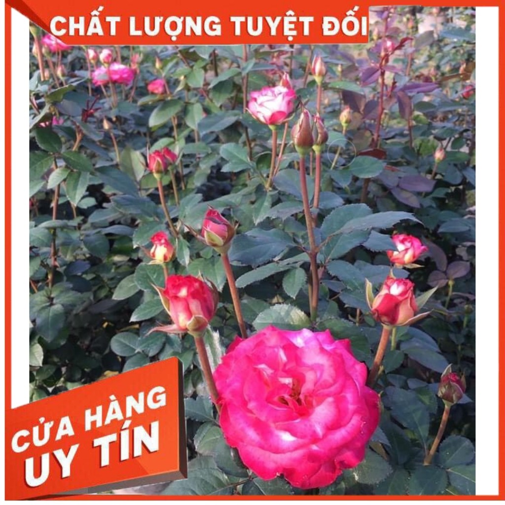 Cây Hoa hồng Nội Sếu[ ️️FORM HOA CỰC ĐẸP️️ ] - VẺ ĐẸP ẢO DIỆU ẨN MÌNH DƯỚI CÁI TÊN  BÌNH DỊ️️ ️️